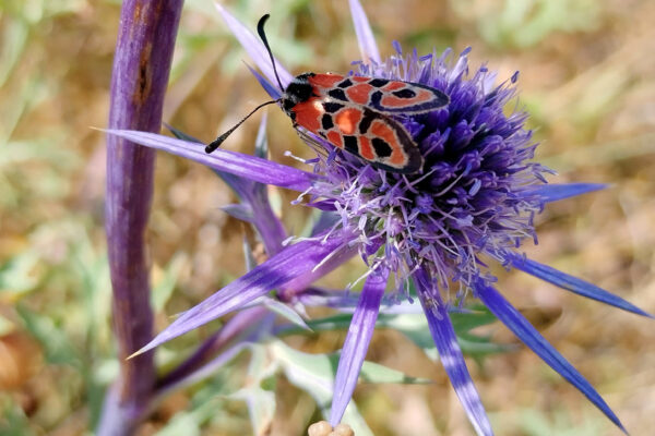 Zygaena fausta